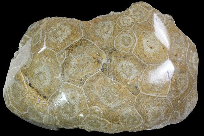 Polished Fossil Coral (Actinocyathus) - Morocco #84968